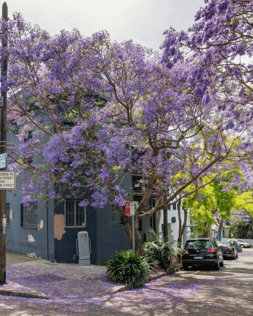 What is the history of Annandale