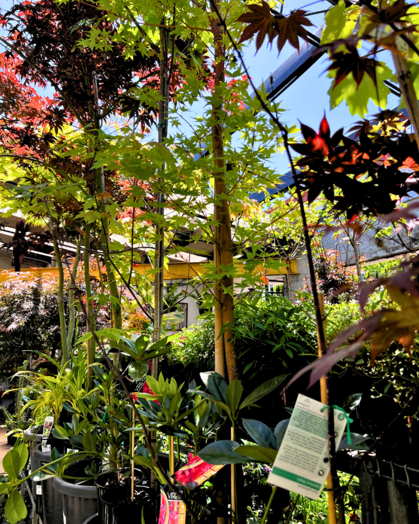 Annandale Garden Centre