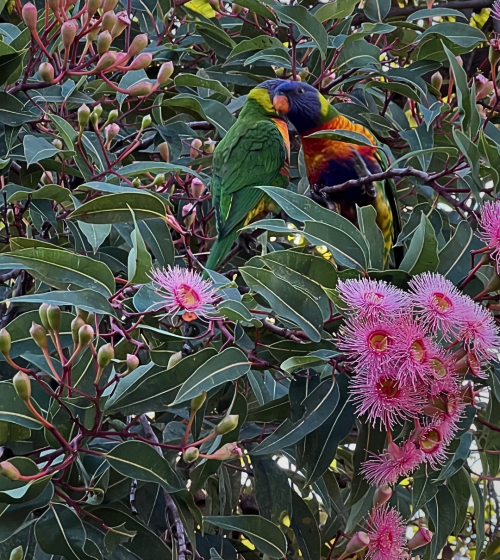 Best Inner West Walks